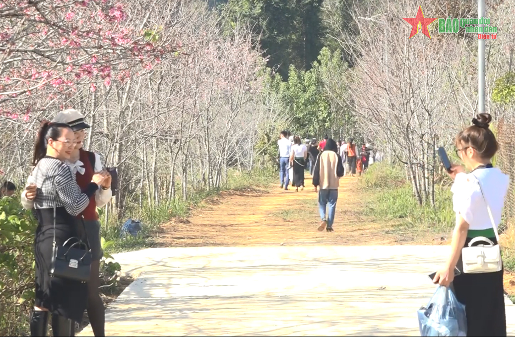 Điện Biên: Miễn phí vé tham quan Đảo hoa anh đào tại Lễ hội Hoa anh đào 2024